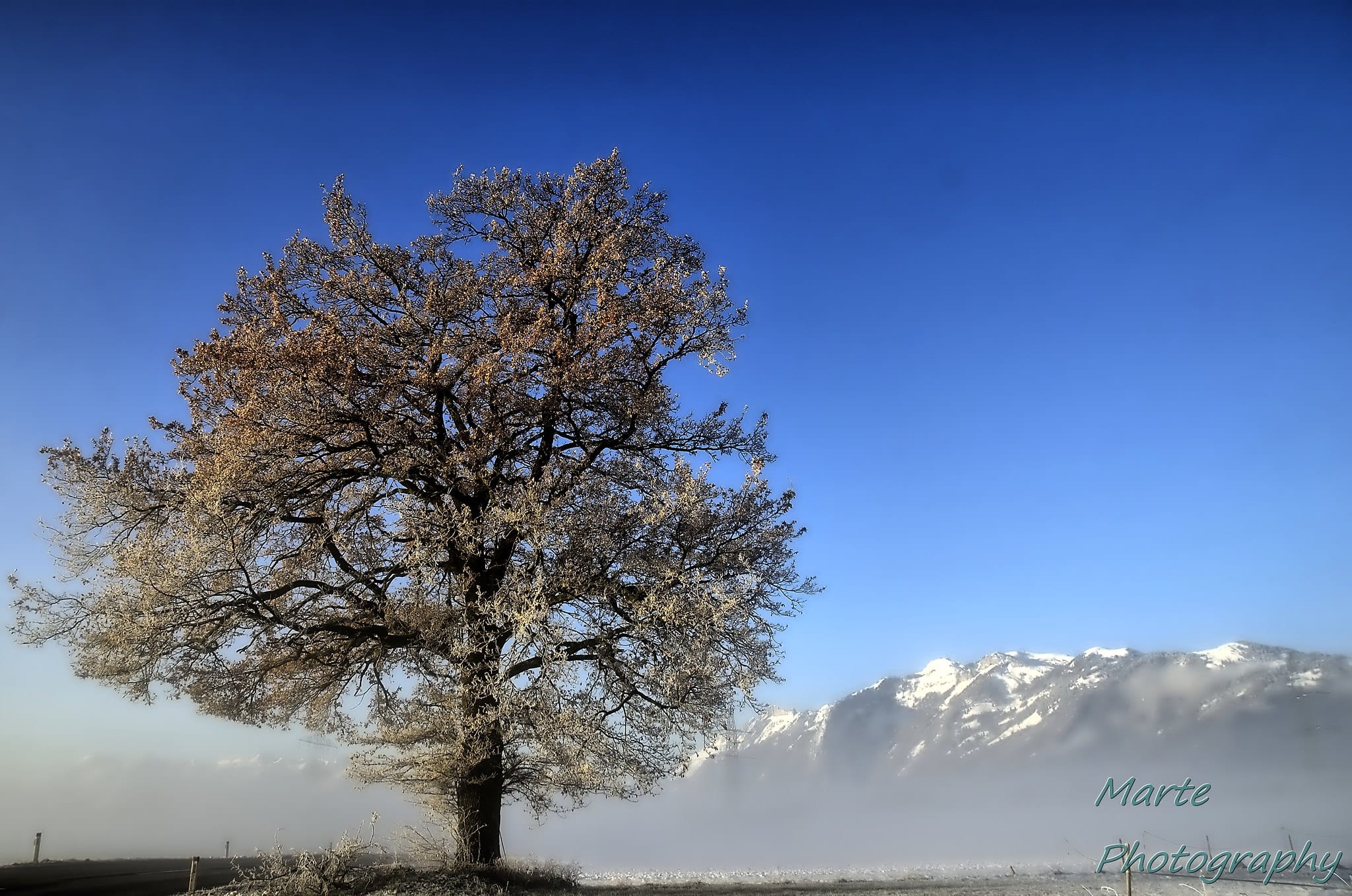 Tree with mountains in the background