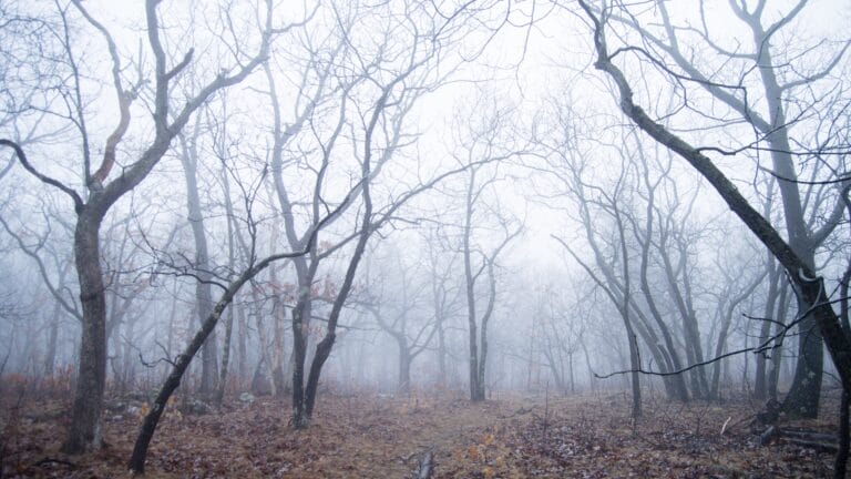 Misty Forest
