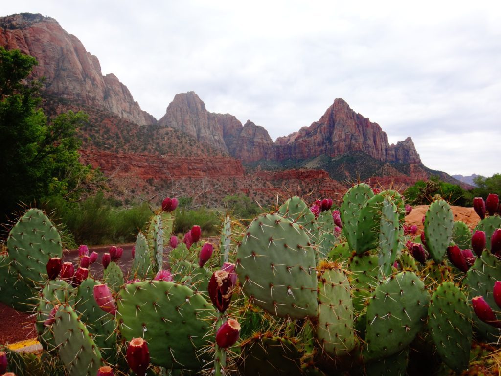 Blooming Cacti in Desert
