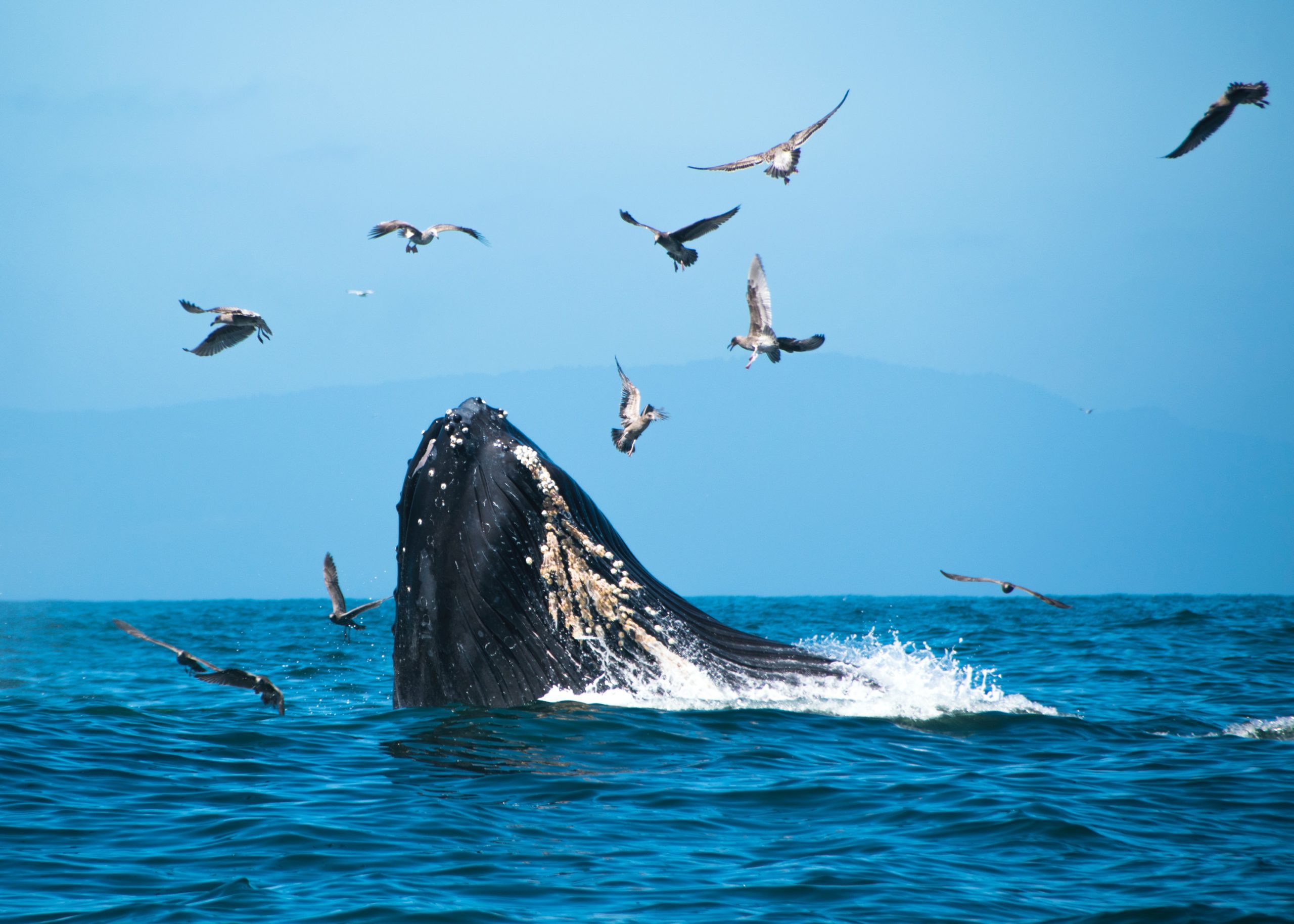 Gulls and Breaching Whale