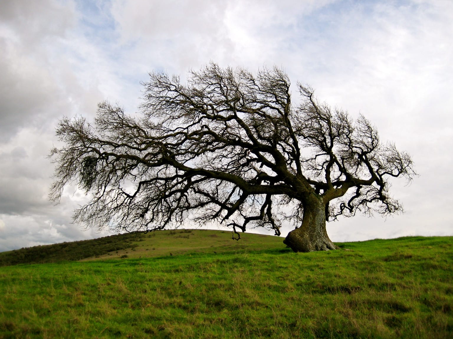 Lone tree wind sculpture