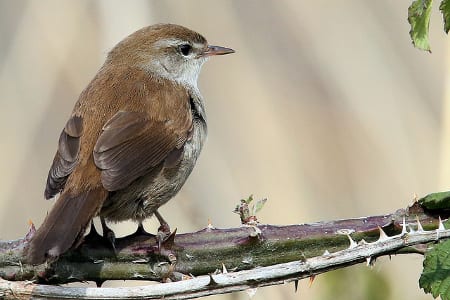 Cetti's Warbler450