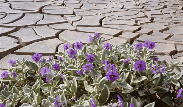 A species of Solanum  grows at the edge of a holding pond for waste from a chromite milling plant.