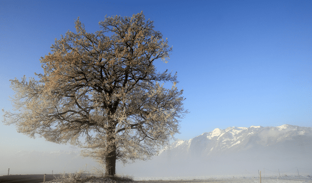 Photo gracieuseté de Roland Marte (Flickr: rolandmarte)