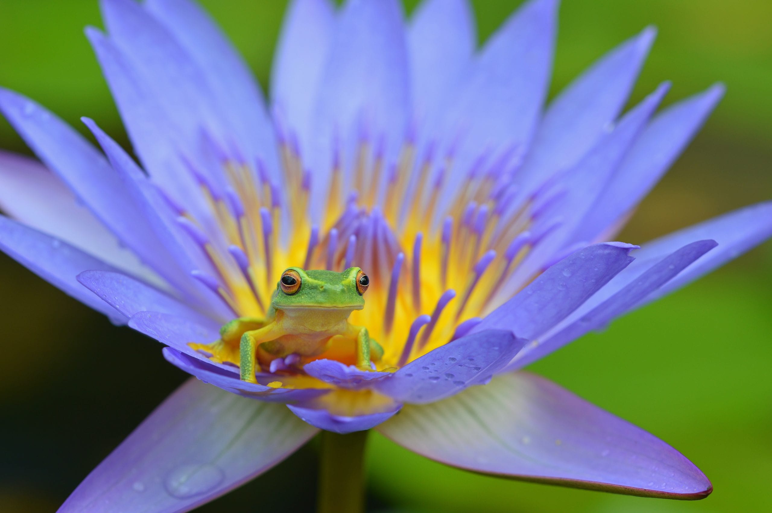 A Dainty tree frog peering out from its water lily flower home. Cairns, Australia.