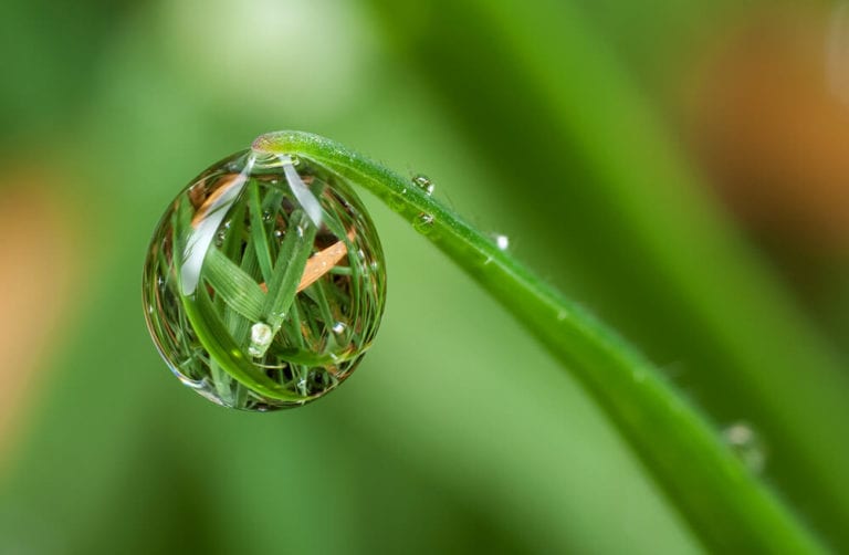 Dew drop on blade of grass