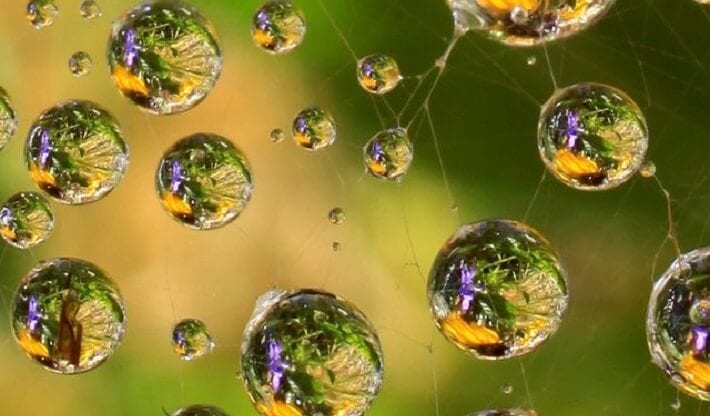 The image of Indra’s net, named after the Vedic god Indra, is used in Buddhist sutras to describe the interconnectedness of the universe.