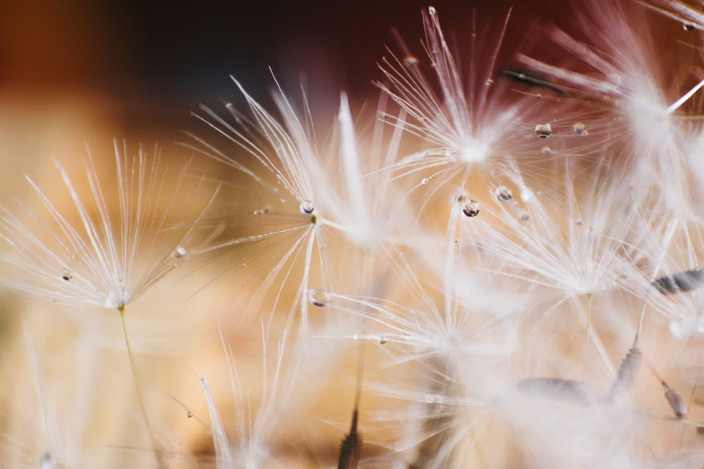 Dandelion seeds