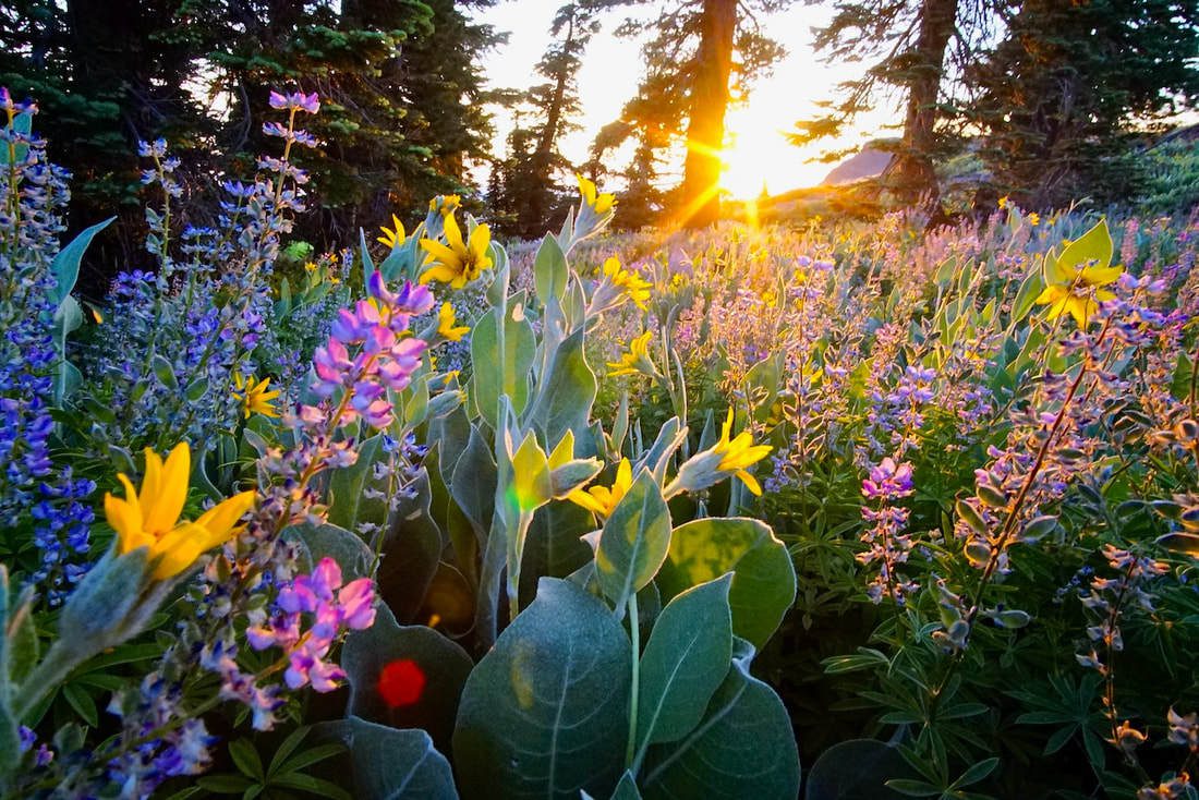 Wildflowers at Sunset