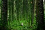Man in the forest among the trees