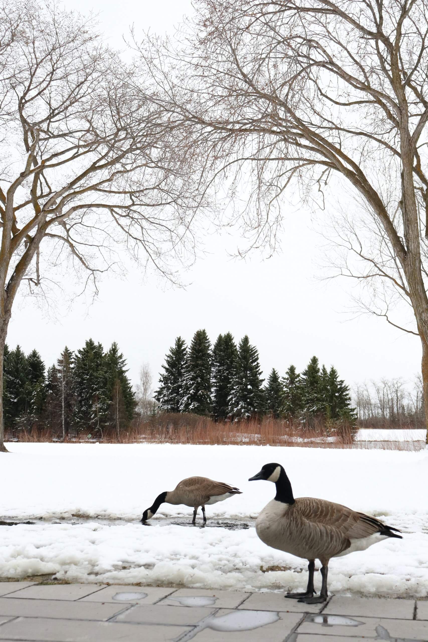 Geese in Hawrelak Park, Edmonton.