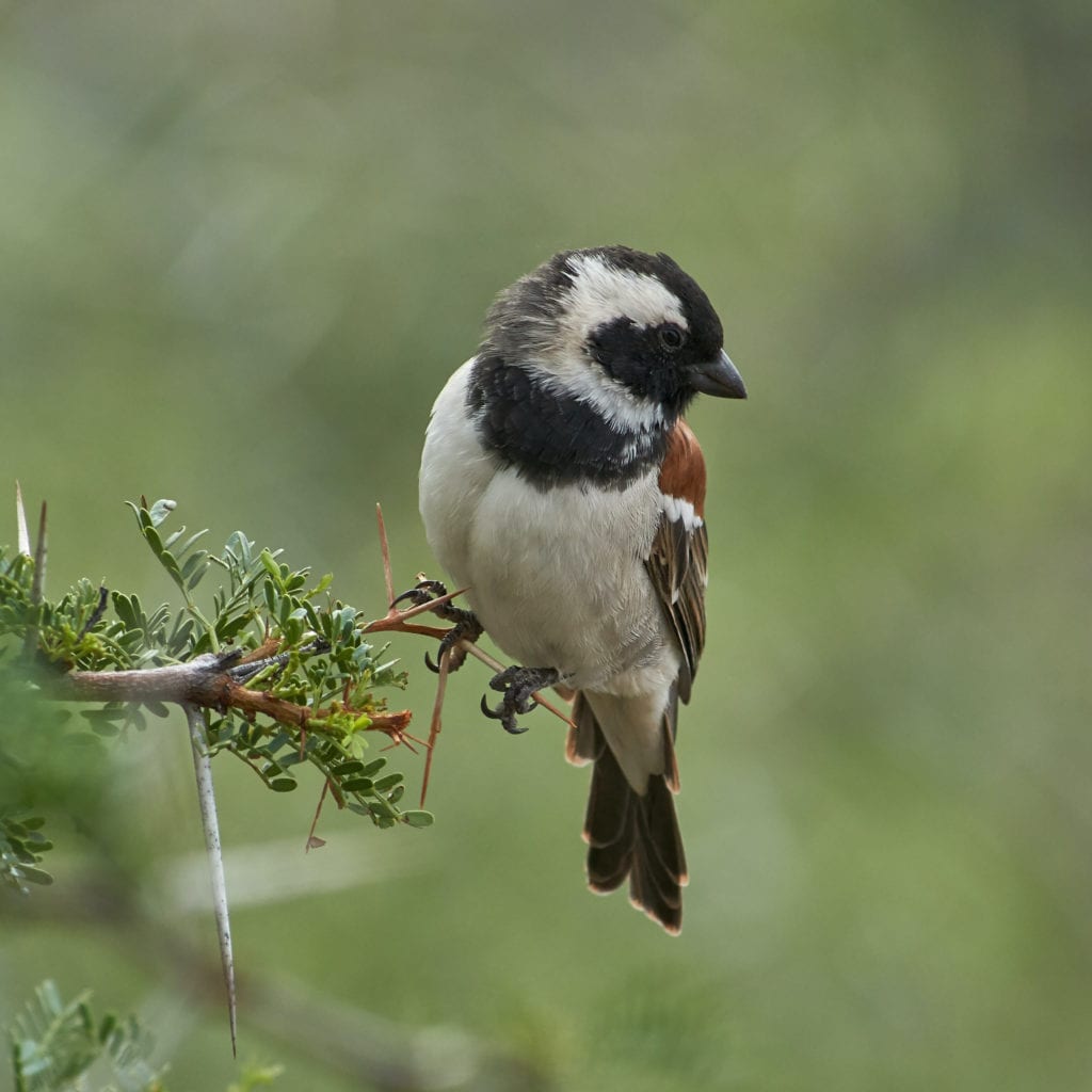 Finch perched on branch
