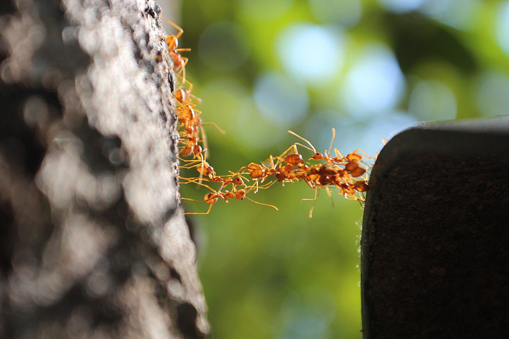 Ant Bridge Crossing